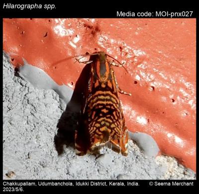 Hilarographa spp. Zeller, 1877 Moths